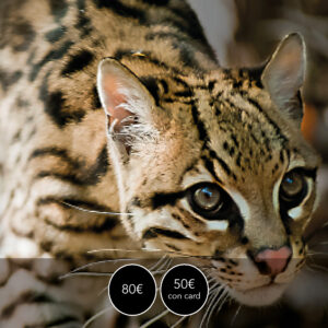 OASI SANT'ALESSIO workshop di Fotografia Naturalistica <br> Domenica 07 giugno <br> (ULTIMI POSTI)