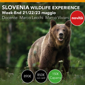 Slovenia Wildlife Experience  <br> Paesaggio e Natura <br>  21/22/23 Maggio 2027