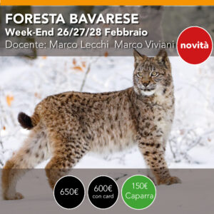 Foresta Bavarese Wildlife Experience  <br> Paesaggio e Natura <br>  26/27/28 febbraio 2027