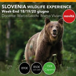 Slovenia Wildlife Experience  <br> Paesaggio e Natura <br> 18/19/20 Giugno 2027